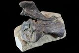 Diplodocus Vertebrae In Sandstone - Impressive Display #77937-4